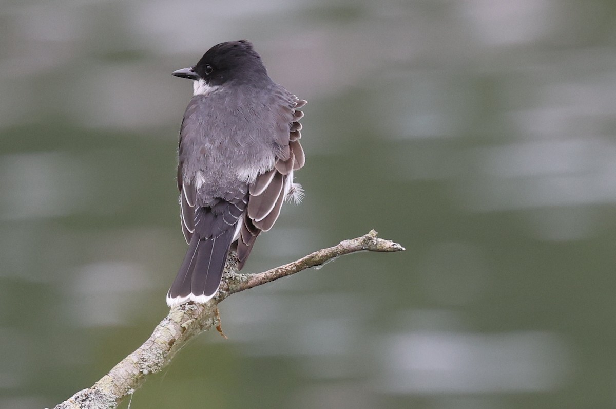 Eastern Kingbird - ML637610660