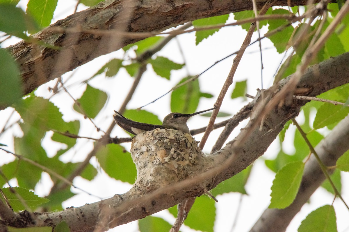 Broad-tailed Hummingbird - ML637610661