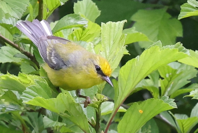 Blue-winged Warbler - ML637610670