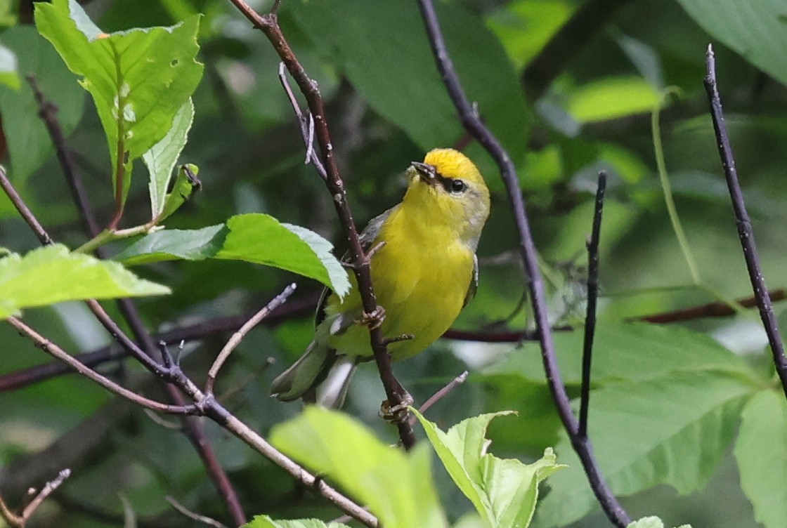 Blue-winged Warbler - ML637610671