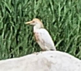 Western Cattle-Egret - ML637610678