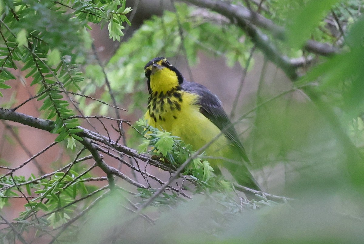 Canada Warbler - ML637610684