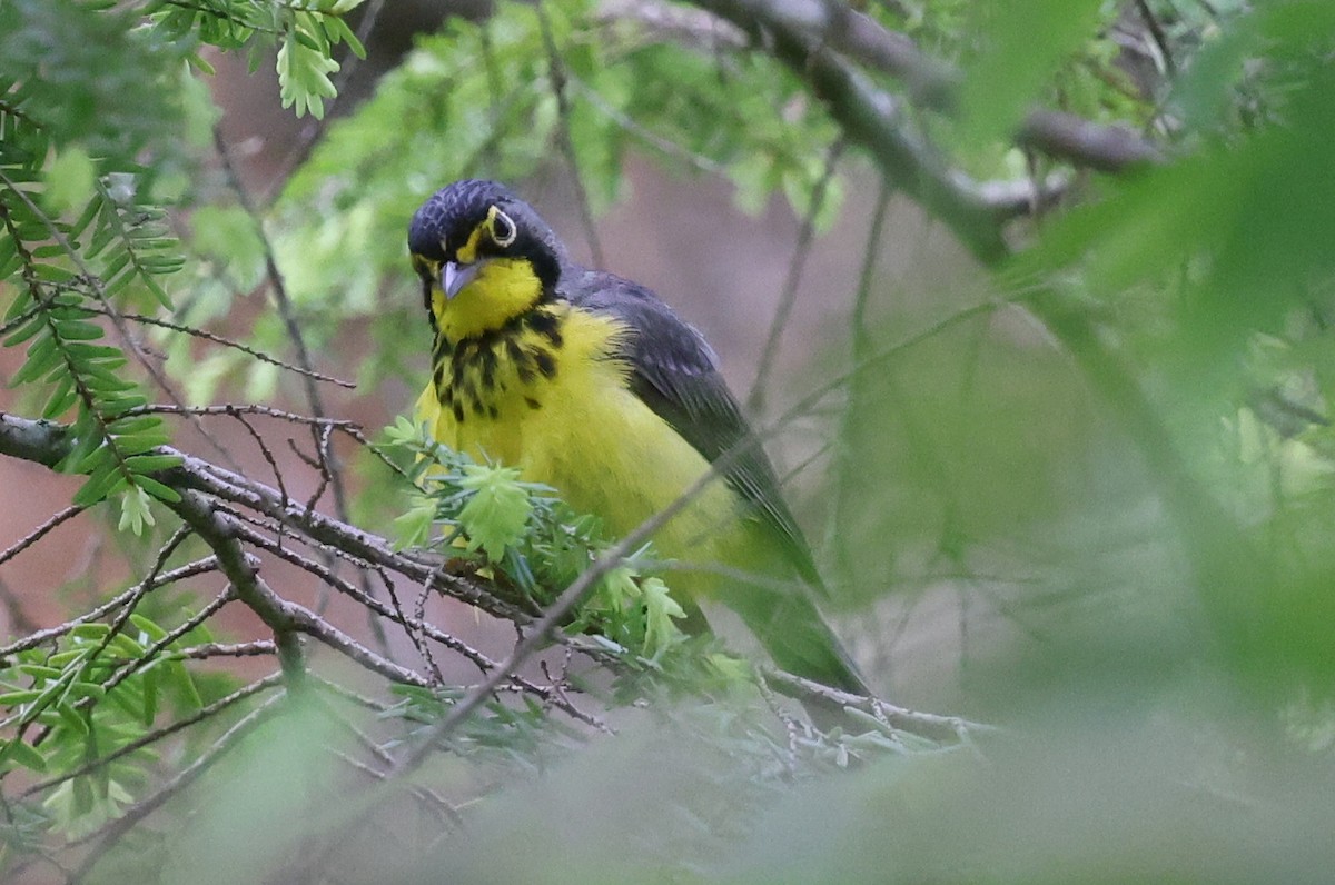 Canada Warbler - ML637610685