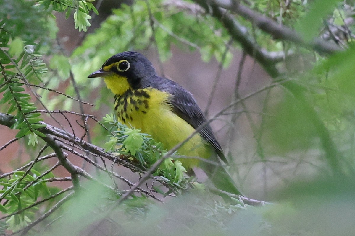Canada Warbler - ML637610688