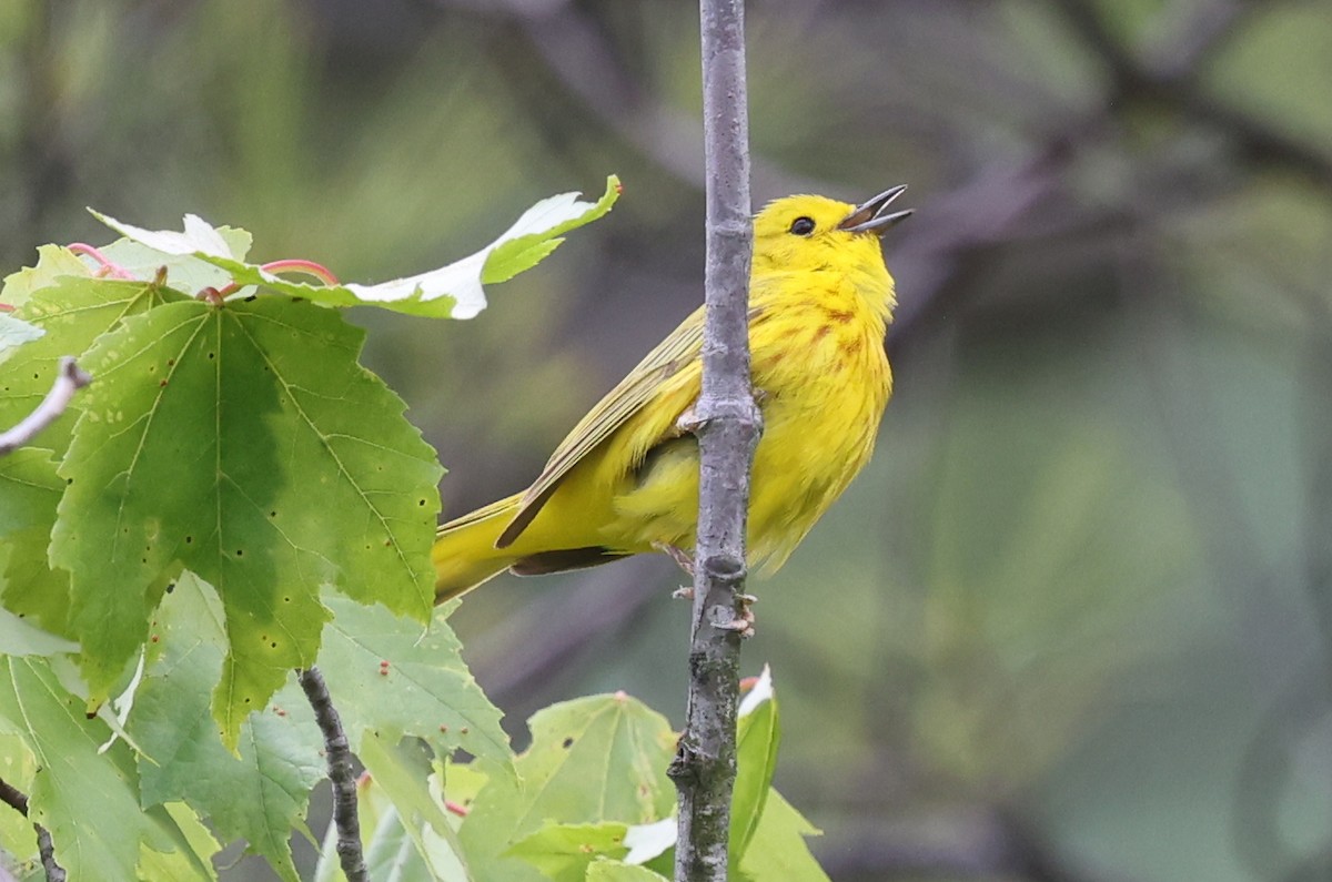 Northern Yellow Warbler - ML637610692