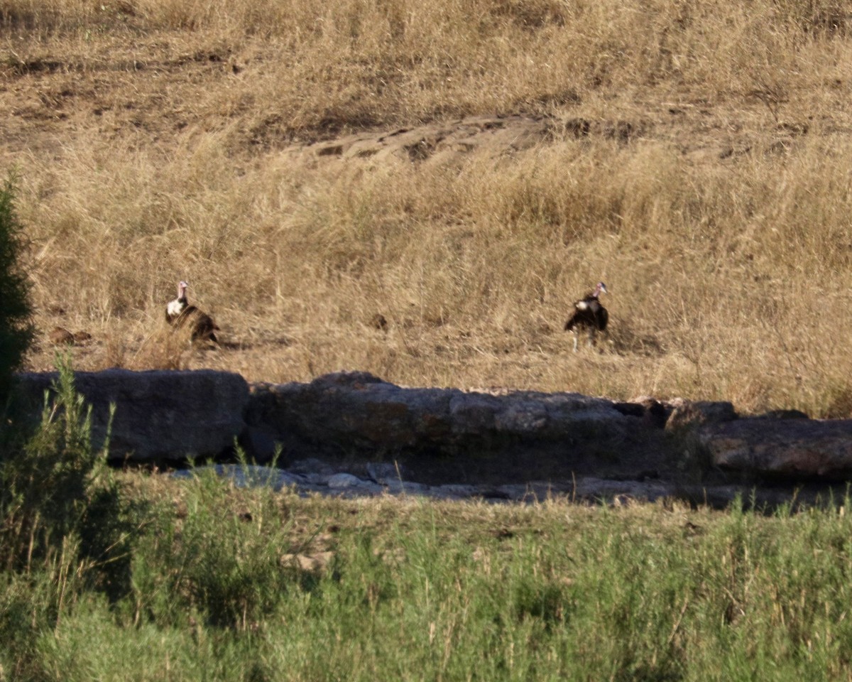 Lappet-faced Vulture - ML637610720