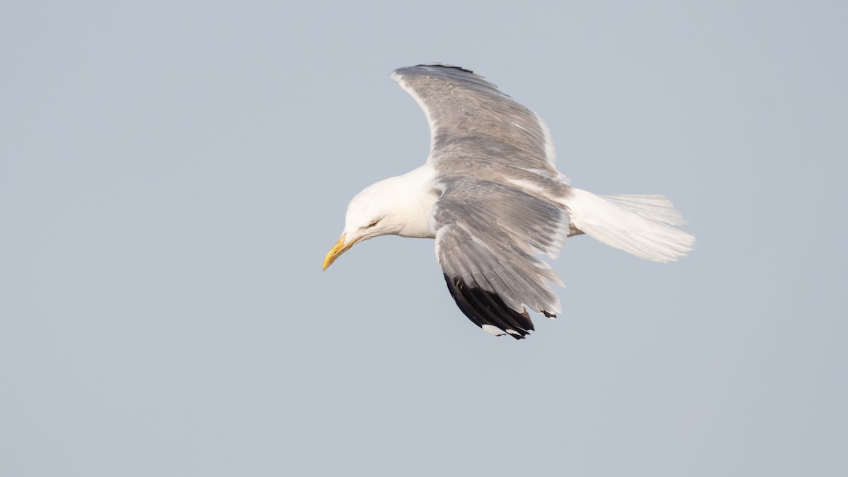Yellow-legged Gull - ML637610725