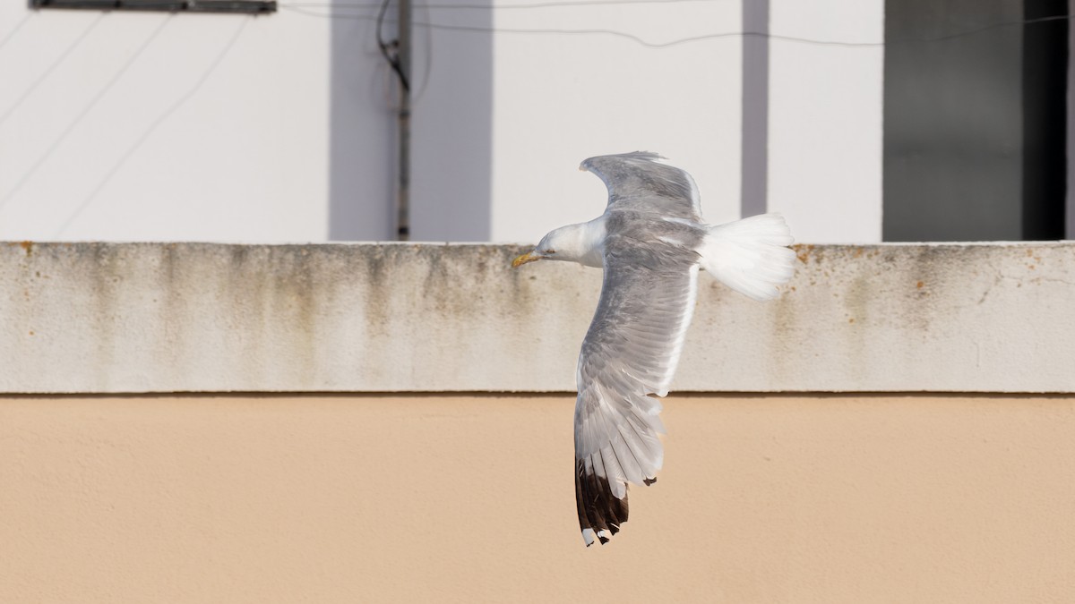 Yellow-legged Gull - ML637610726