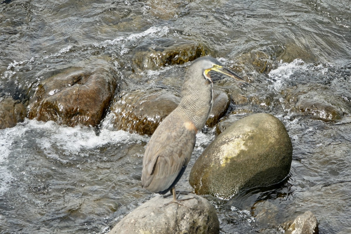 Bare-throated Tiger-Heron - ML637610729