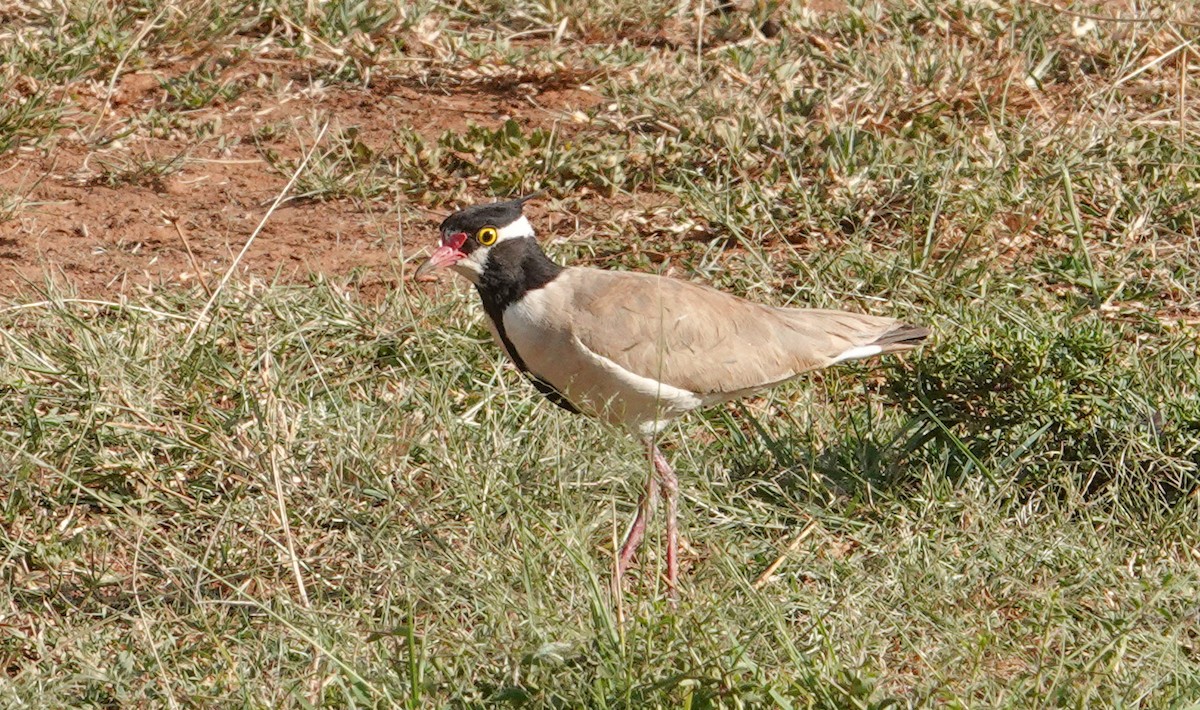 Black-headed Lapwing - ML637610735