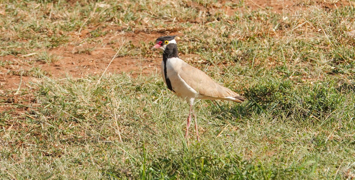 Black-headed Lapwing - ML637610736