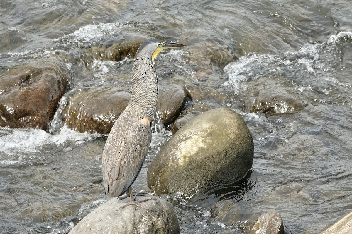 Bare-throated Tiger-Heron - ML637610738