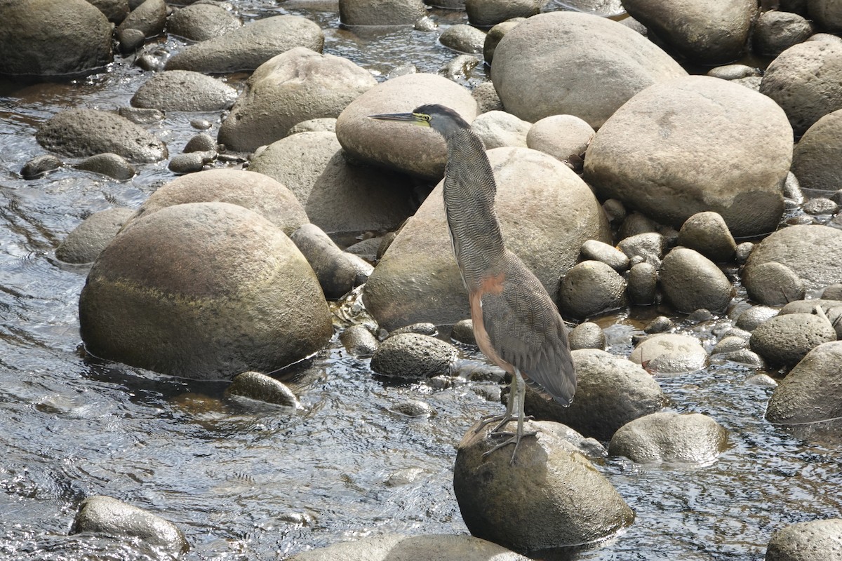Bare-throated Tiger-Heron - ML637610760