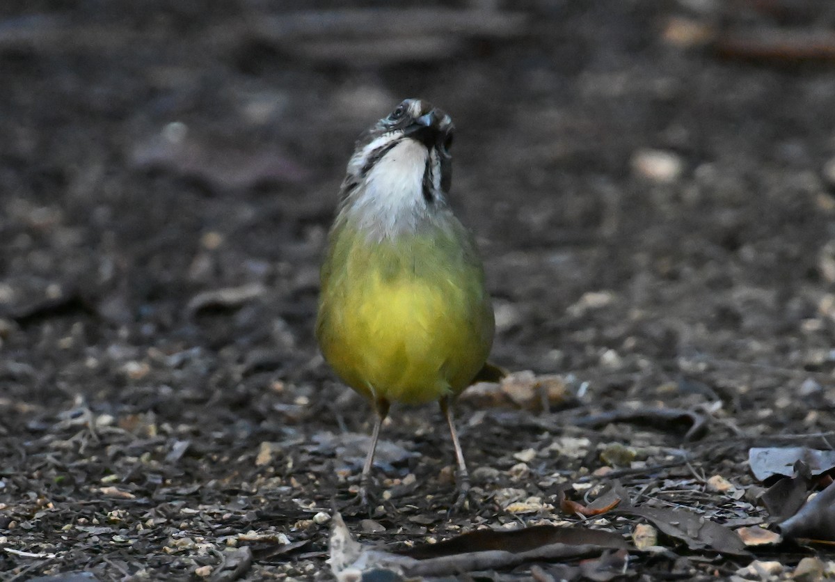 Zapata Sparrow - ML637610778