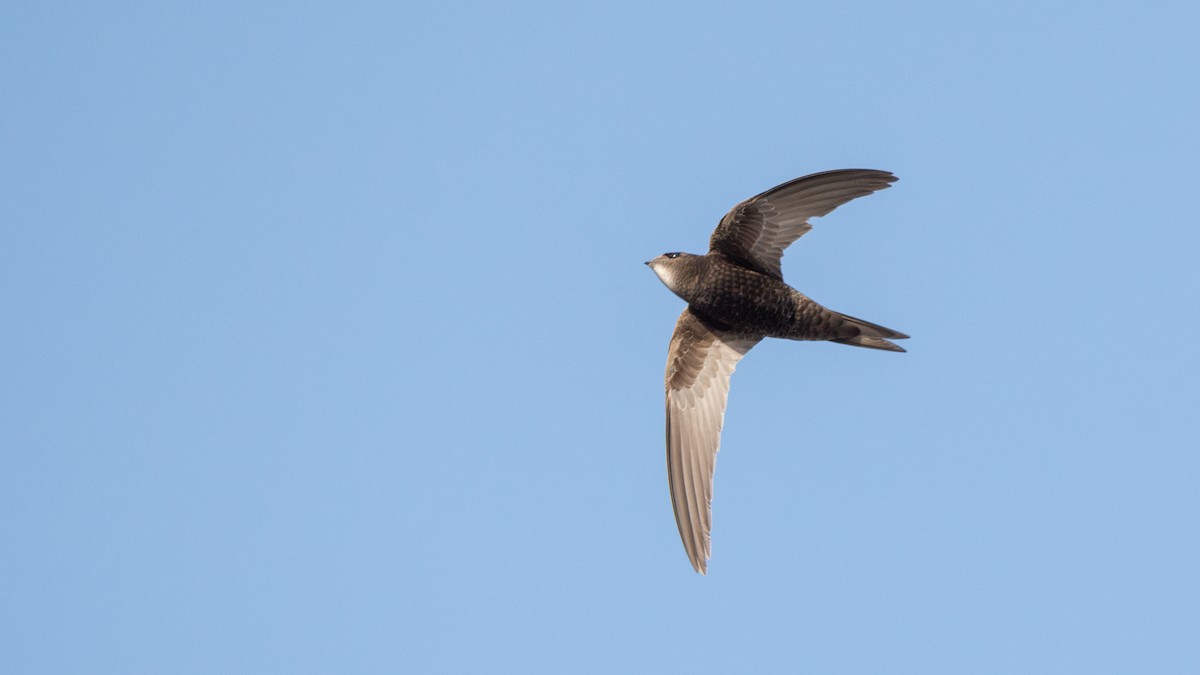 Common Swift - ML637610801