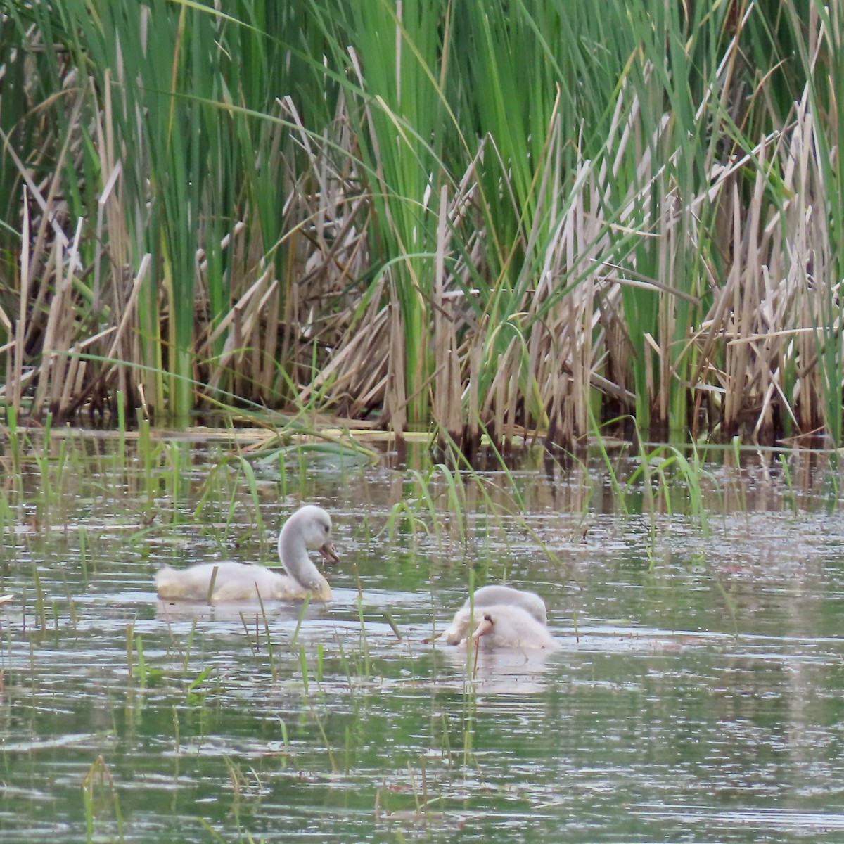 Trumpeter Swan - ML637610805