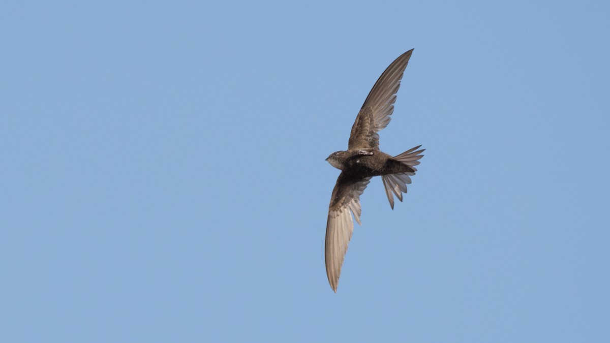Common Swift - ML637610829