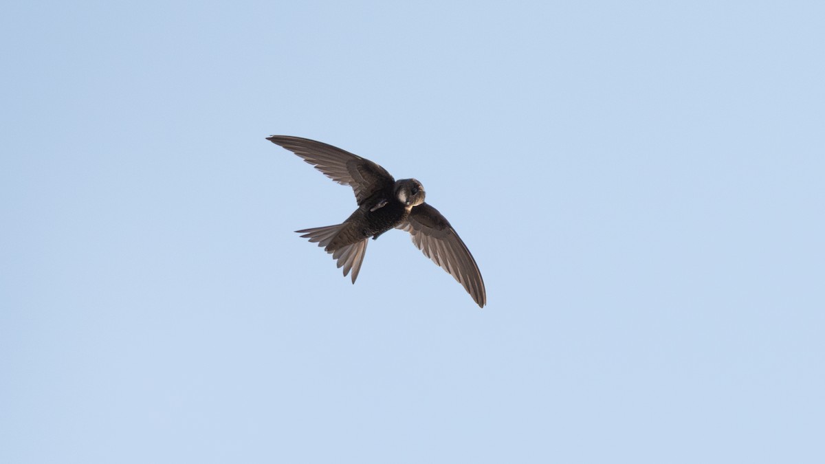 Common Swift - ML637610852