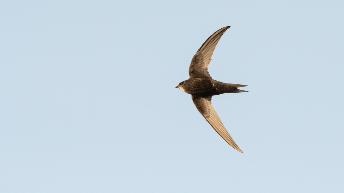 Common Swift - ML637610853
