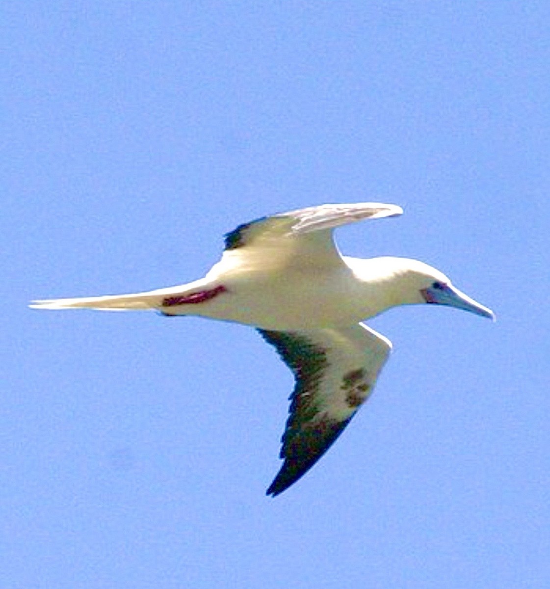 Red-footed Booby - ML637610908