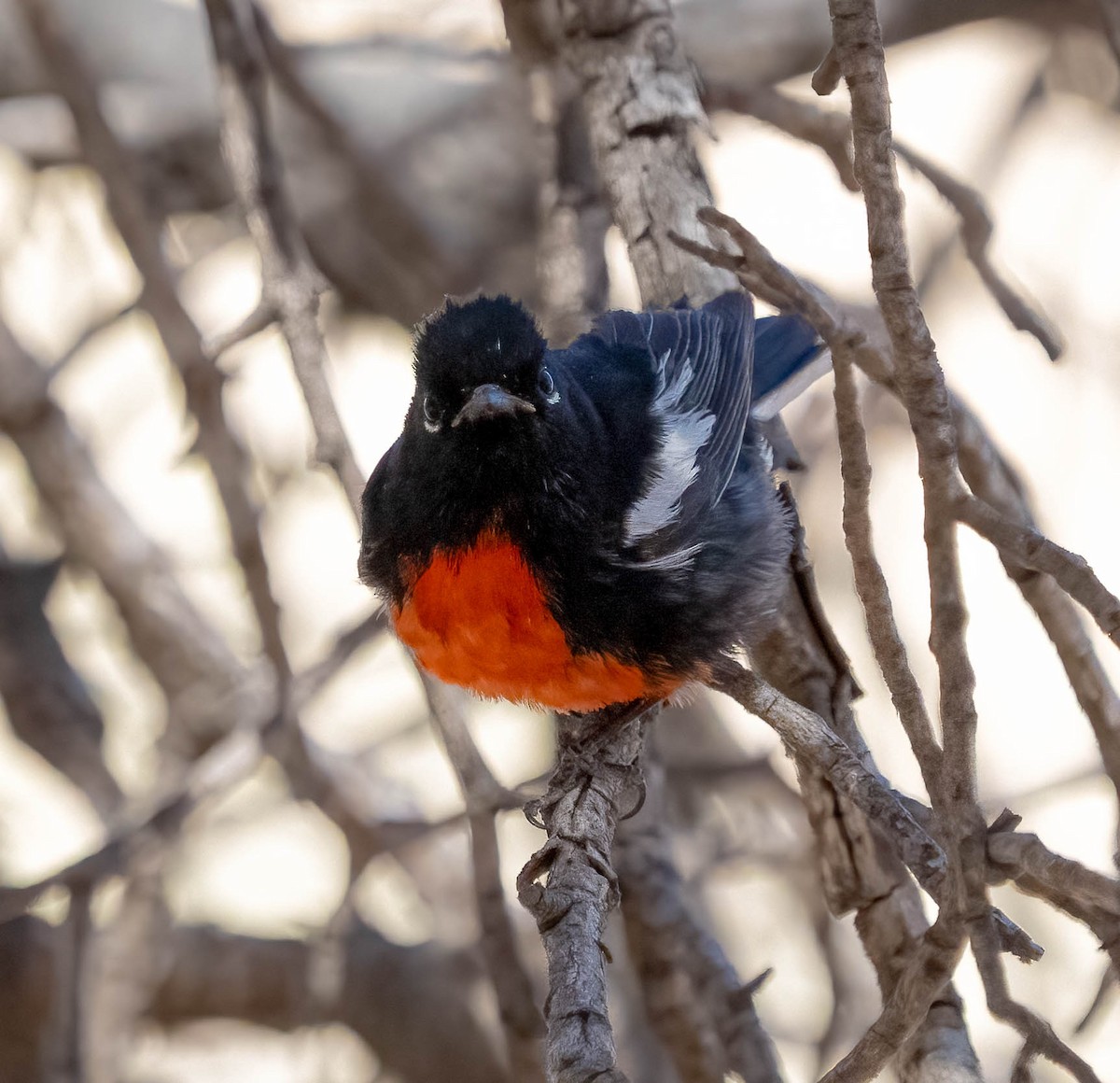 Painted Redstart - ML637610917