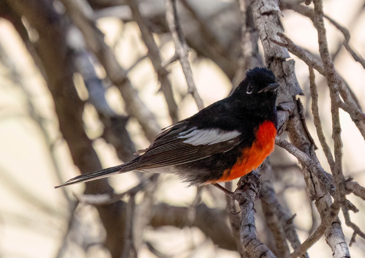 Painted Redstart - ML637610918