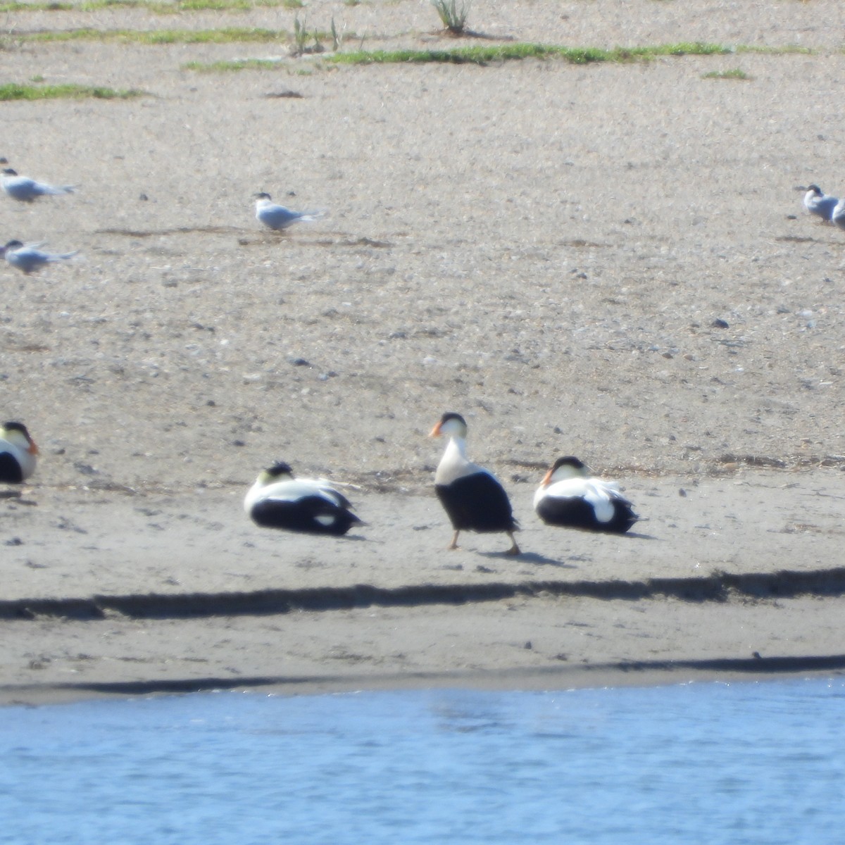 Common Eider - ML637610961