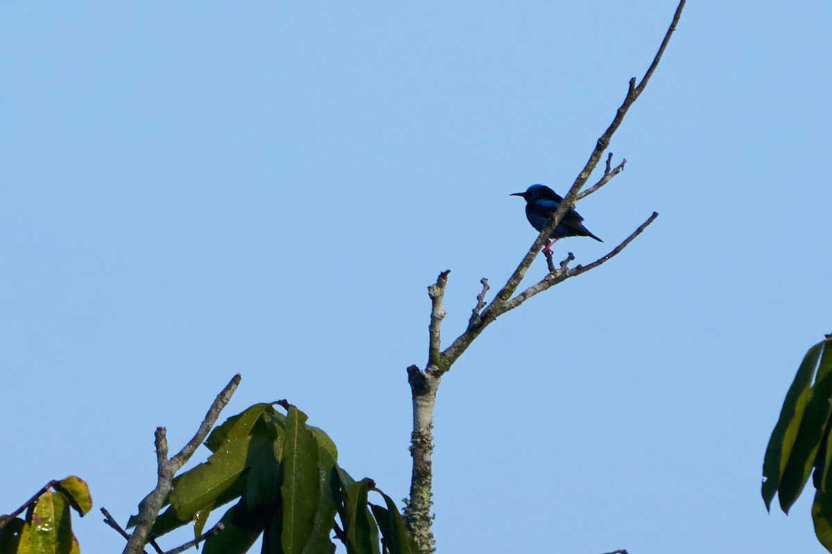 Red-legged Honeycreeper - ML637610967