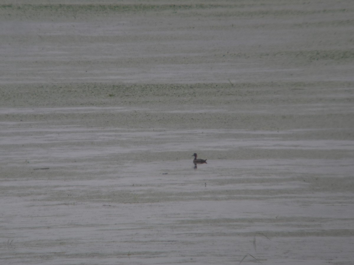 Lesser Scaup - ML637610981