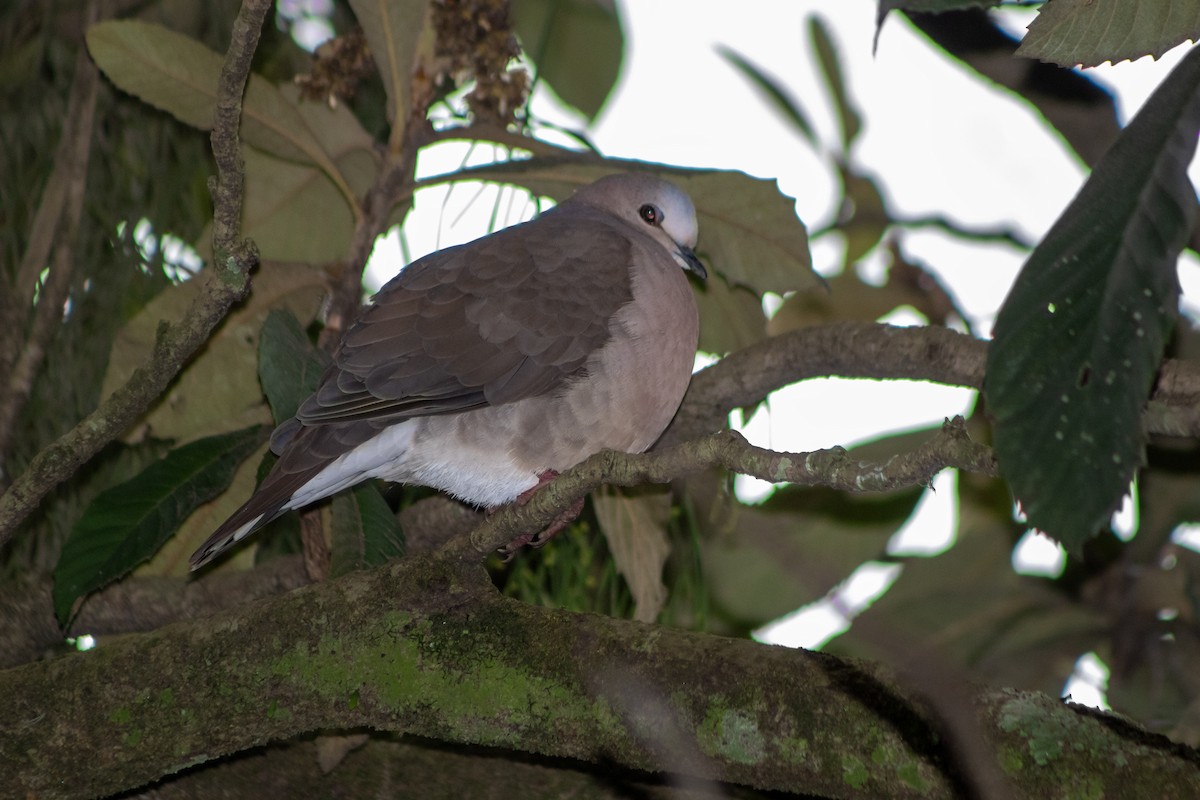 Gray-fronted Dove - ML637610986