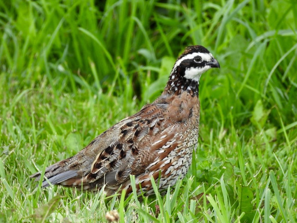 Northern Bobwhite - ML637611004