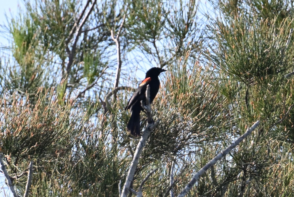 Red-shouldered Blackbird - ML637611033