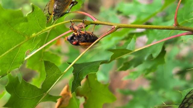 Pharaoh Cicada - ML637611056