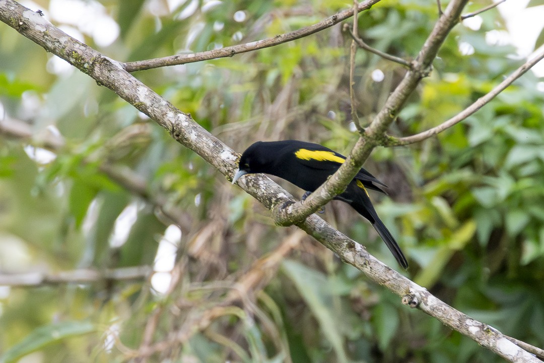 Golden-winged Cacique - ML637611067