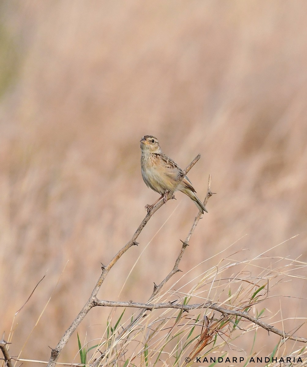 Singing Bushlark - ML637611096