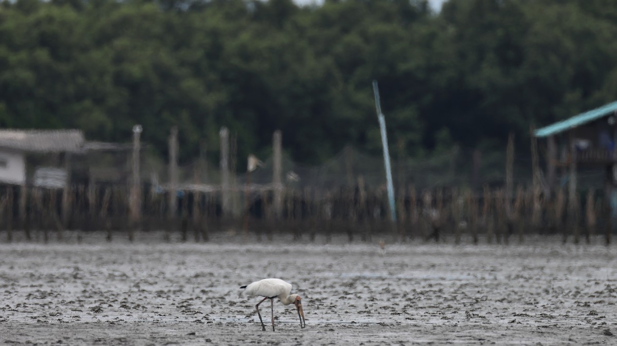 Milky Stork - ML637611122