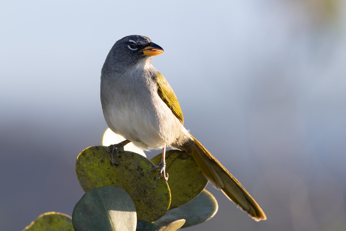 Pale-throated Pampa-Finch - ML637611164