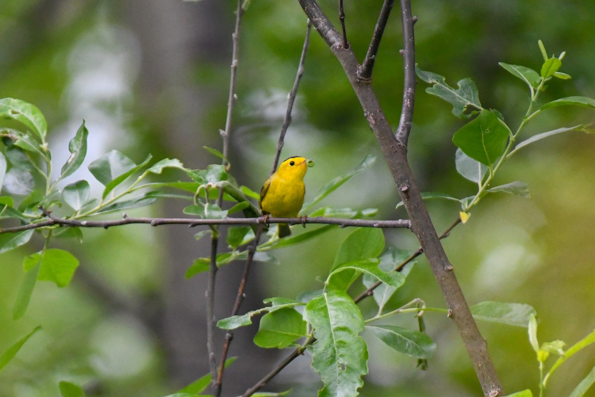 Wilson's Warbler - ML637611285