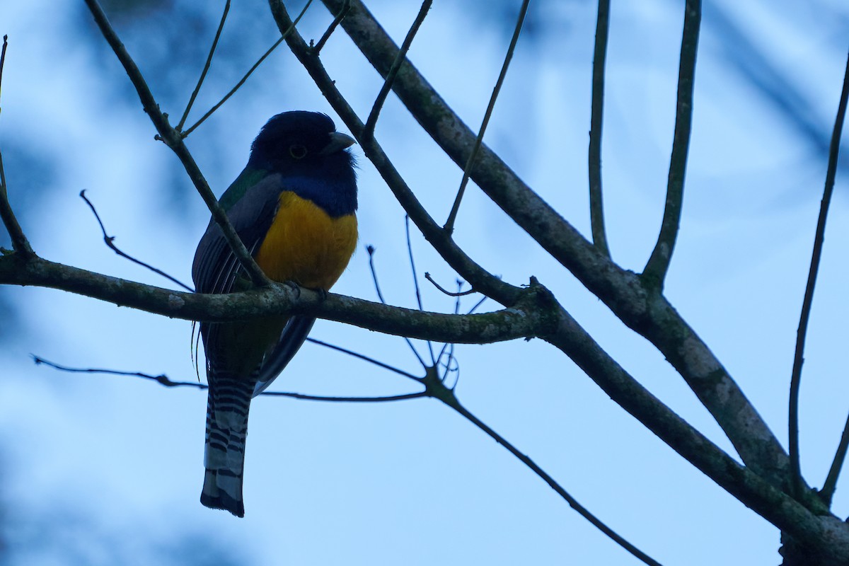 Trogon pattu - ML637611286