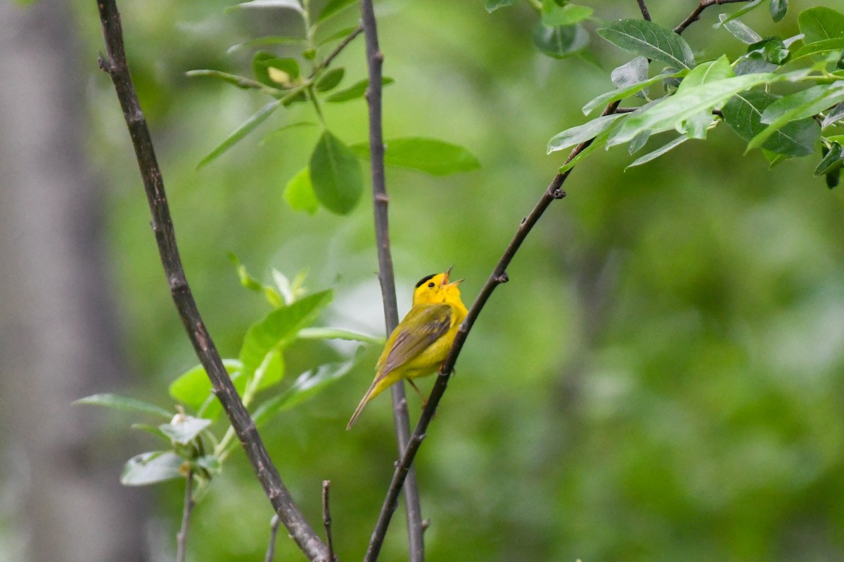 Wilson's Warbler - ML637611296