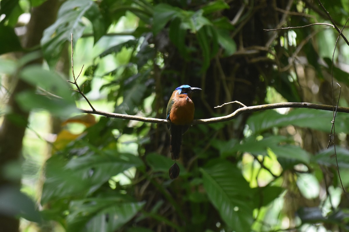 Trinidad Motmot - ML637611298