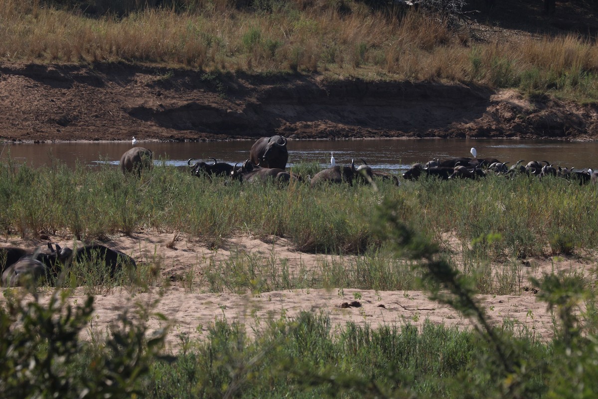 Western Cattle-Egret - ML637611330