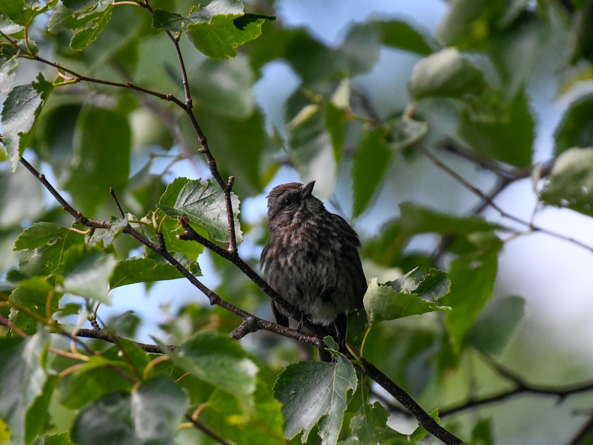 Song Sparrow (rufina Group) - ML637611405