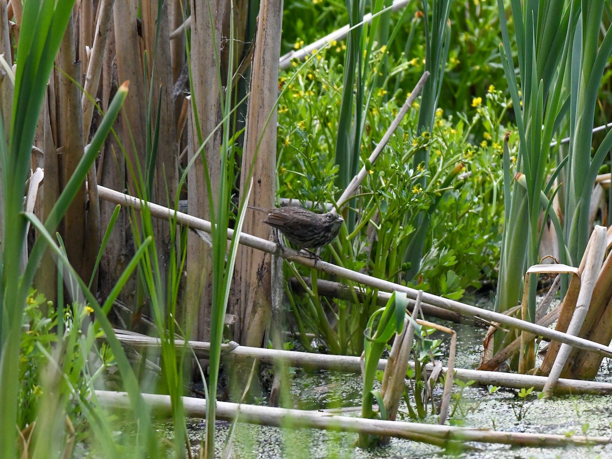 Song Sparrow (rufina Group) - ML637611412