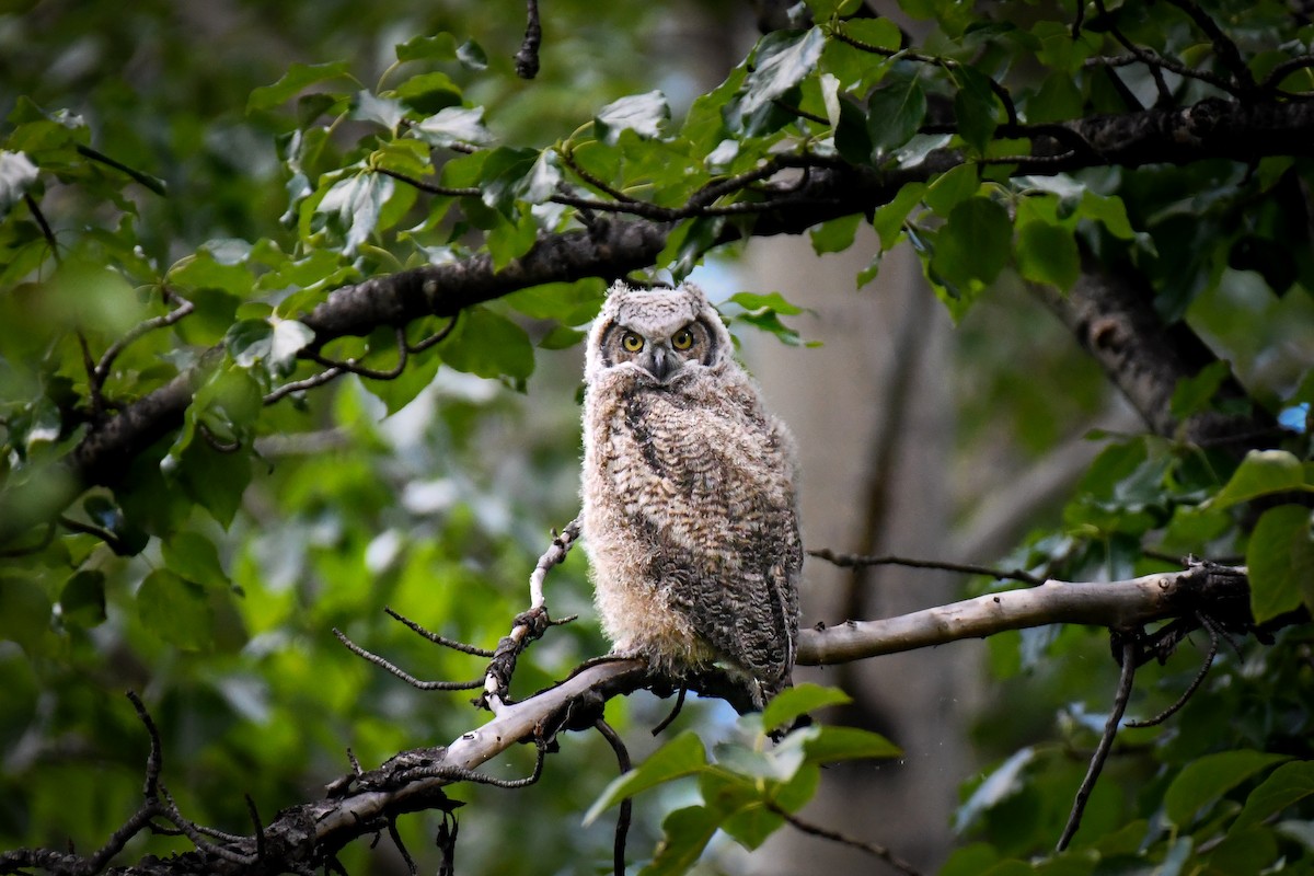 Great Horned Owl - ML637611431