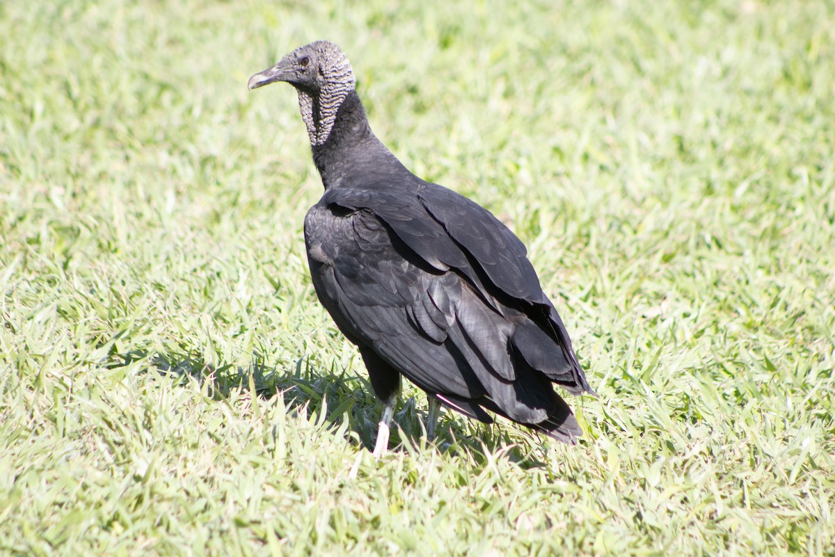 Black Vulture - ML637611435