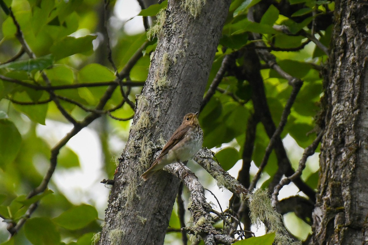 Swainson's Thrush - ML637611442