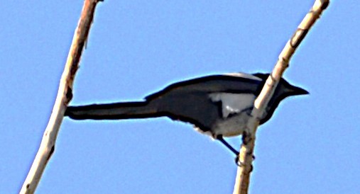 Black-billed Magpie - ML637611471