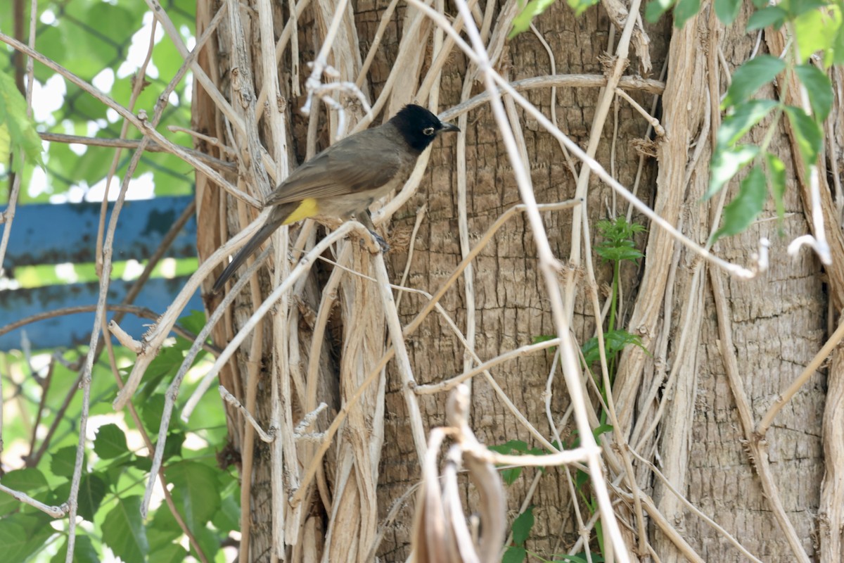 bulbul arabský - ML637611482