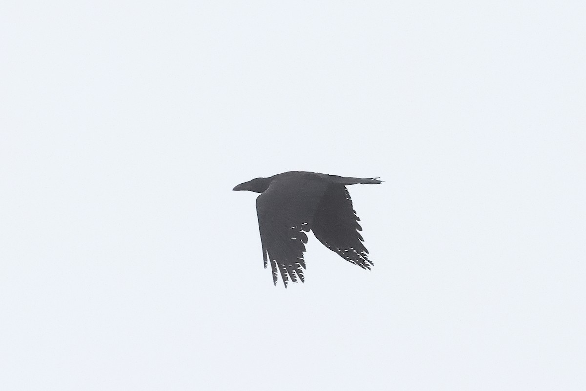 Common Raven - ML637611489